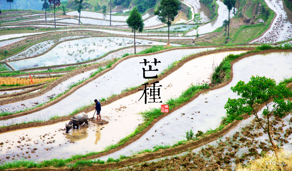芒種03 芒種03