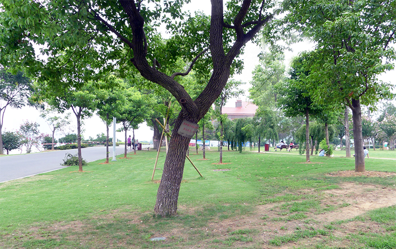 我家門(mén)前的那棵樹(shù) 我家門(mén)前的那棵樹(shù)