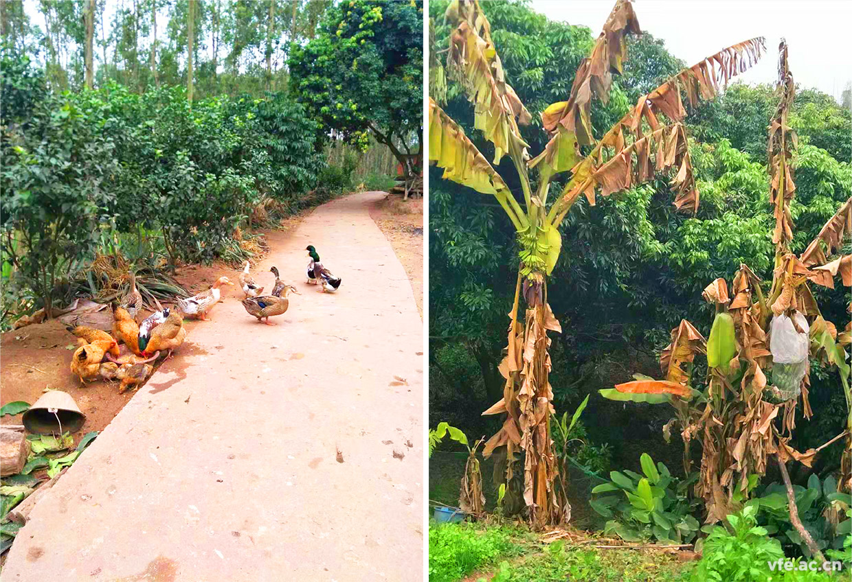 家鄉(xiāng)的風景 家鄉(xiāng)的風景